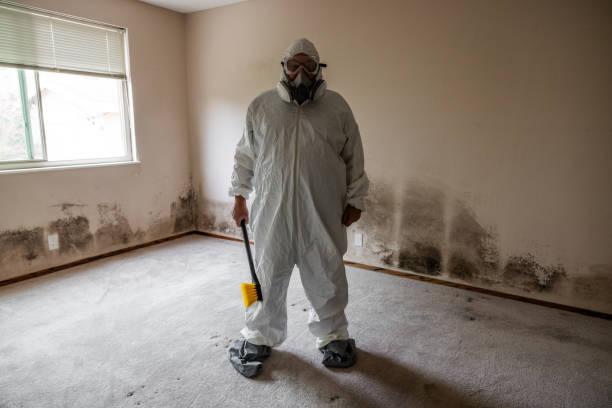 Best Office Mold Removal Services  in Hudson Lake, IN