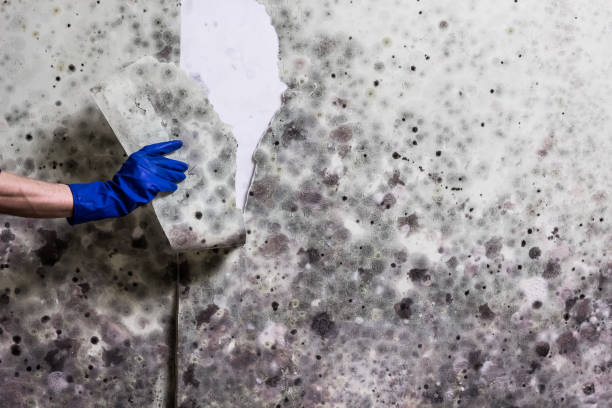 Office Mold Removal Services in Hudson Lake, IN