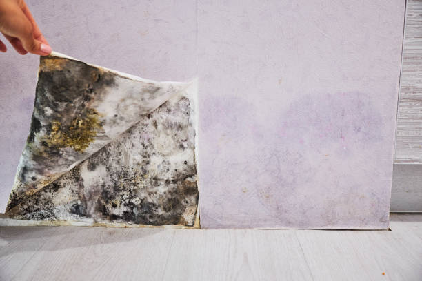 Best Professional Mold Removal  in Hudson Lake, IN